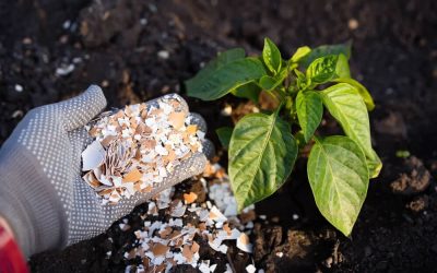 Biomax Green’s 24-Hour Waste-to-Fertiliser Process: How It Works