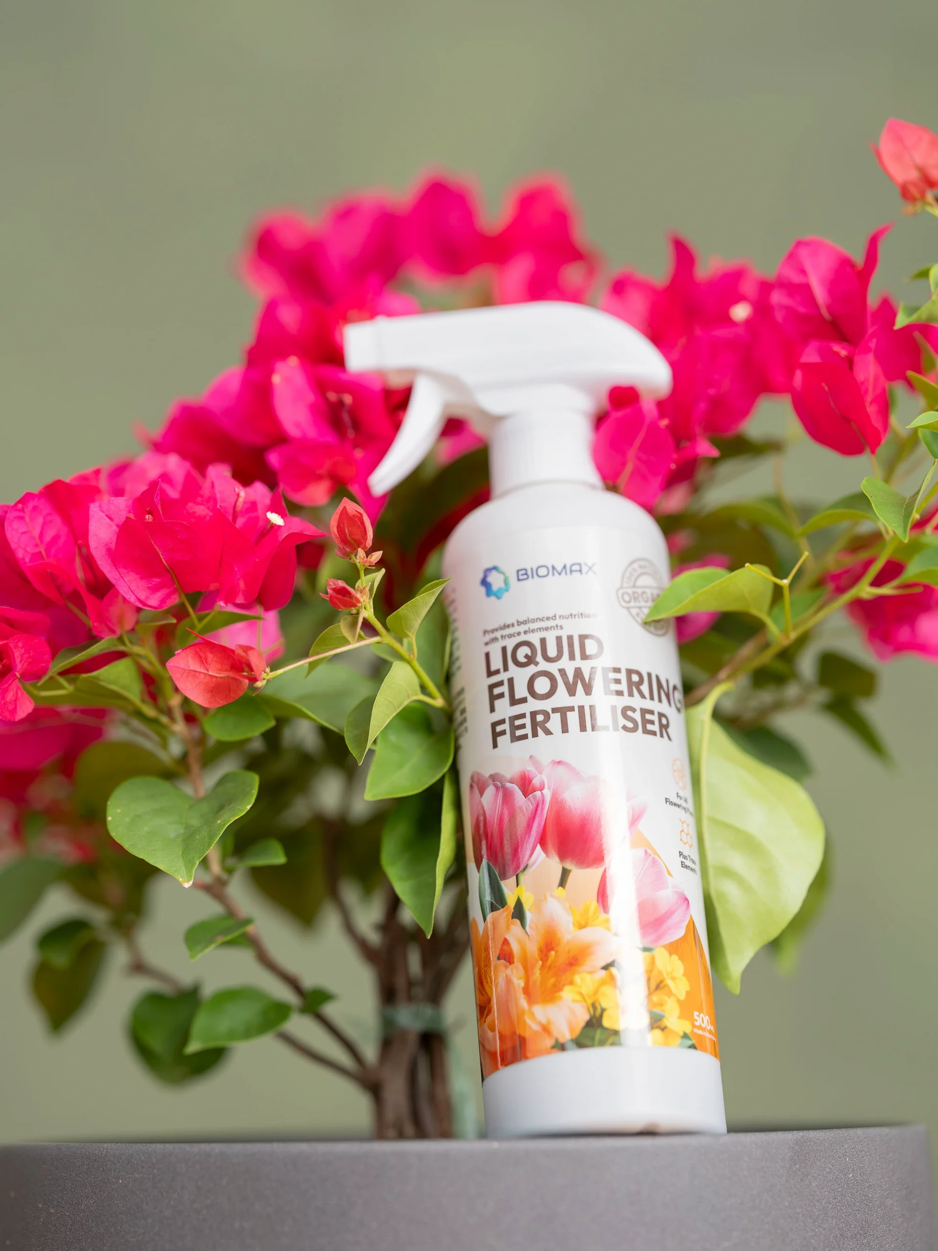 Biomax Liquid Flowering Fertiliser Singapore bottle with pink flowering plant