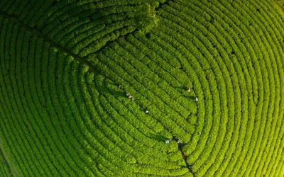 How Organic Waste Management Is Transforming Sustainable Businesses in Singapore