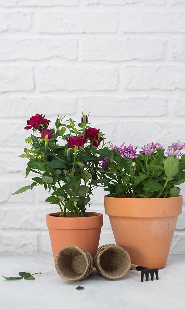 Enzyme-Based Waste Processing vs Traditional Composting