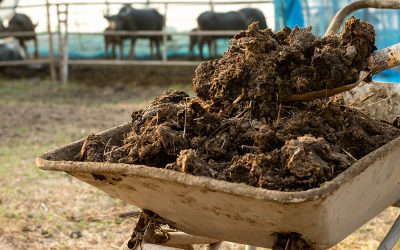 Organic Waste to Fertiliser: How Modern Biotech Is Closing Singapore’s Organic Waste Sustainability Loop in Singapore