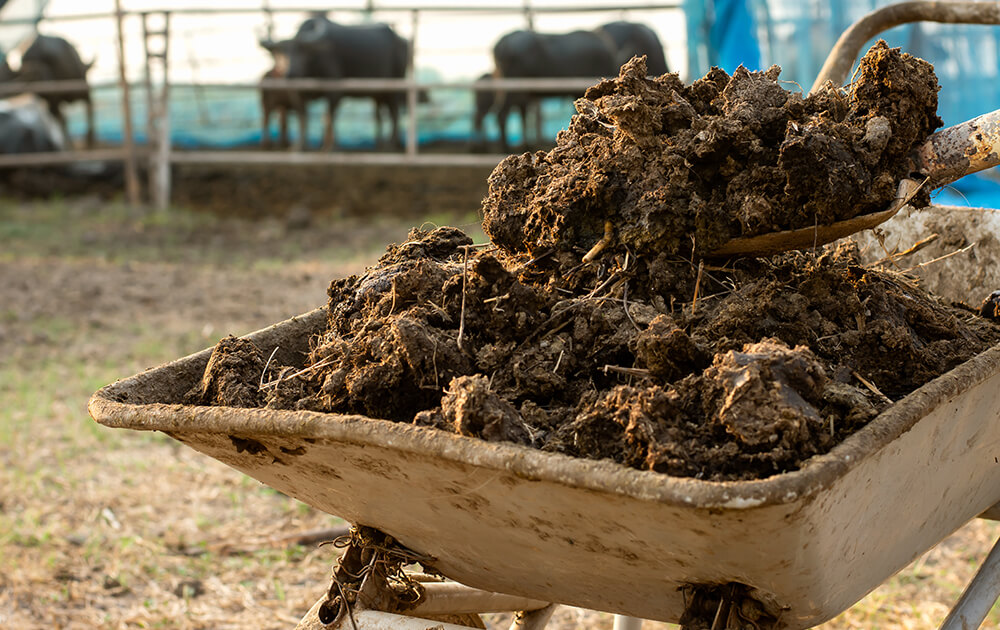 Organic Waste Sustainability Loop in Singapore