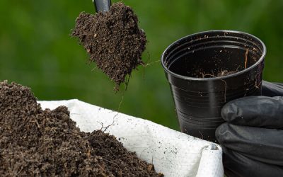 Sustainable Organic Fertiliser Manufacturing in Singapore: What Businesses Need to Know